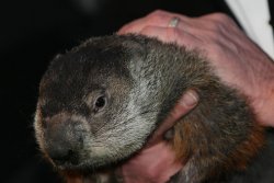 Punxsutawney Phil, Staten Island Chuck predict 6 more weeks of winter
