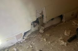 Cat missing for two weeks found trapped inside wall
