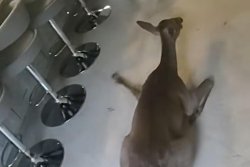 Deer crashes into Florida home through living room window