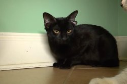 Four-eared foster kitten in Alabama becomes a viral star