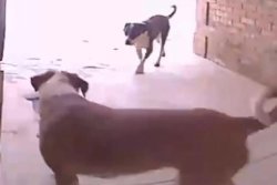 Four-legged ‘pooch pirates’ swipe package from Oklahoma City porch
