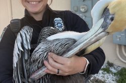 Injured pelican rescued near Florida bar