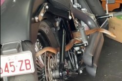 Large, venomous snake found on motorcycle in garage