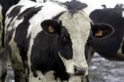 Loose cow prompts lockdown at Nebraska school
