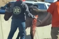 Loose horse wrangled on New Mexico highway