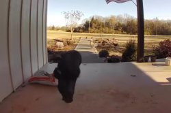 Pig wanders into S.C. home, gets chased off with a broom