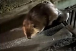 Police encounter with ‘determined beaver’ caught on camera