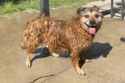 Pregame the Puppy Bowl with these 5 stories of canine athleticism