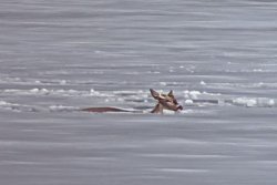 Rescuers fish wet deer out of New Jersey river