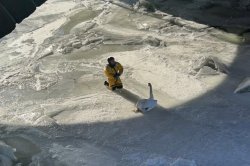 Stranded swan rescued from frozen river in Connecticut