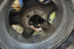 Stuck puppy rescued from tire rim in California