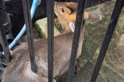 Wedged deer rescued from metal fence