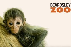 Zoo seeks public’s help to name baby spider monkey