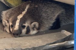 Badger found hiding in California high school storage closet