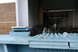 Dog rescued from train track support beam in Philly