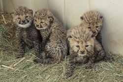 Four male cheetah cubs born at San Diego Zoo