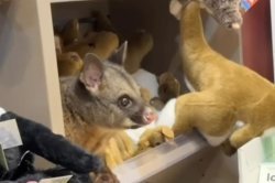 Live possum snuggles stuffed toys at Australian airport store