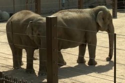 N.M. zoo opening delayed when elephant escapes enclosure