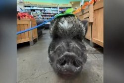 Pig with 1.1 million Instagram followers earns Guinness World Record