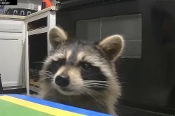 Raccoon burglar making daily visits to Cincinnati apartment