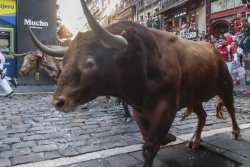 Sheriff’s office warns of bull on the loose in Kansas