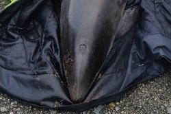 Stranded porpoise returned to open waters in Guernsey
