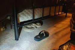 Trespassing rattlesnake makes late night visit to Texas bedroom