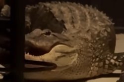 Florida woman suspects break-in, finds two alligators fighting