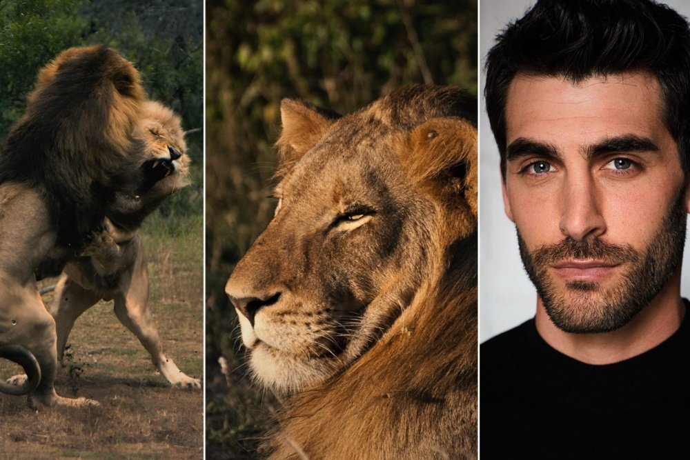 ‘Mapogo: The Lion Throne’ Vertical Documentary Series Set at FlareFlow