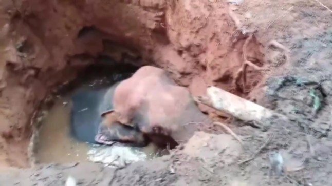 Elephant who fell into abandoned well rescued with excavator