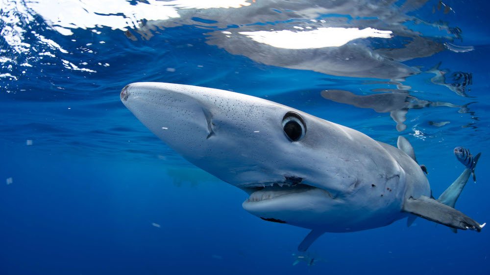 How to Stream Shark Week Live Online Without Cable