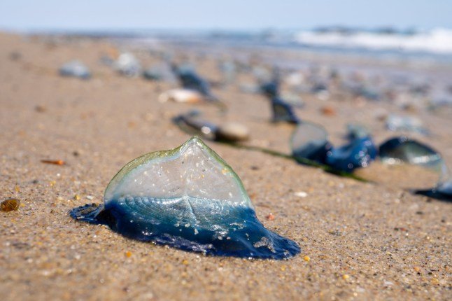 Electric blue ‘alien’ sea creatures invade UK shores in droves during heatwave