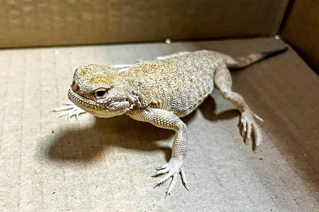Woman caught trying to cross border with 116 reptiles stashed in her jacket