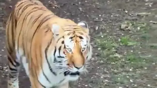 Man who scaled Yorkshire Wildlife Park tiger enclosure made sign for ‘bad’ before he was attacked, say witnesses