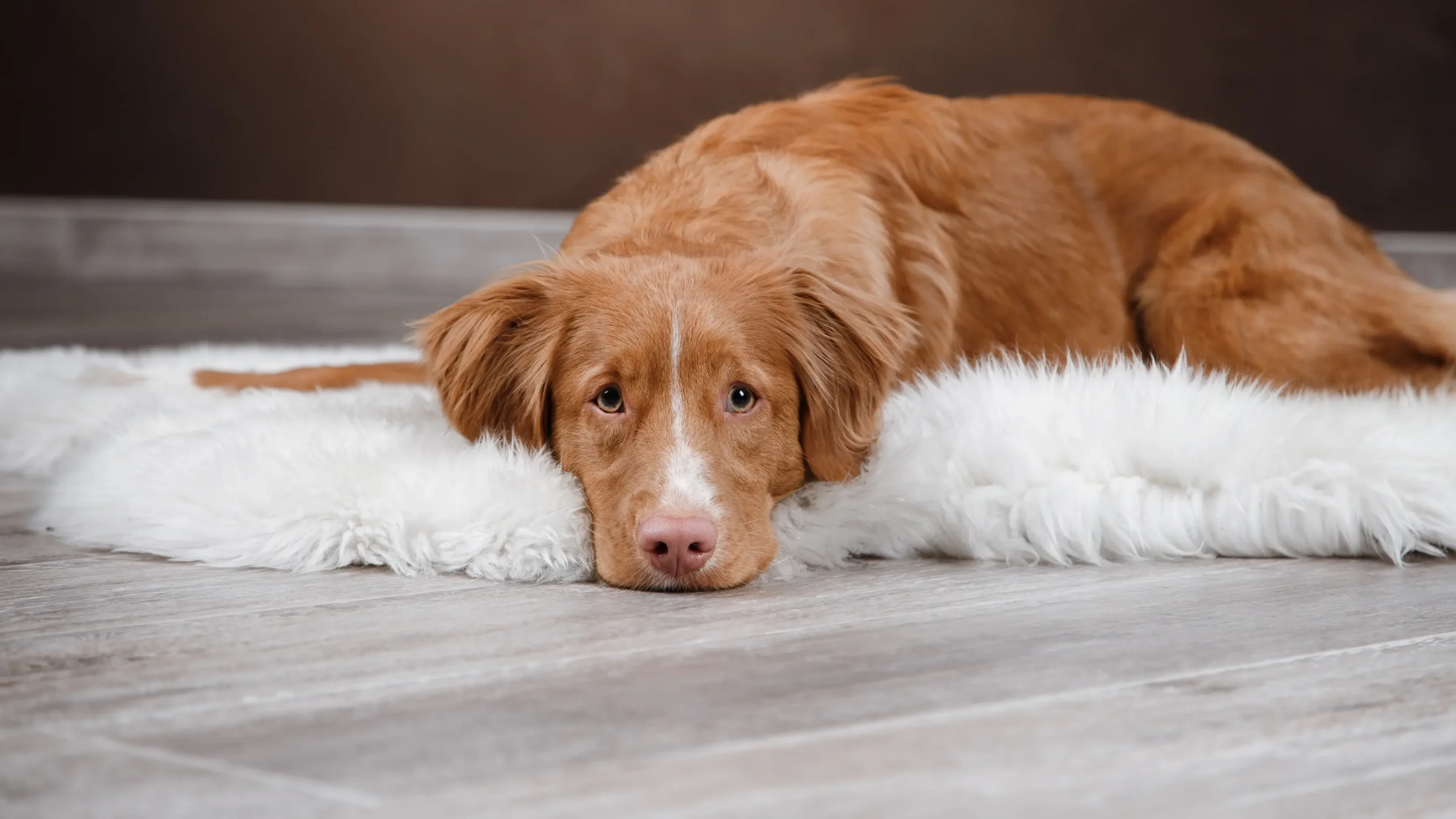Pet owners issued urgent warning for incoming ‘Godzilla’ El Niño