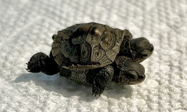 Rare two-headed baby turtle discovered with ‘two distinct personalities’
